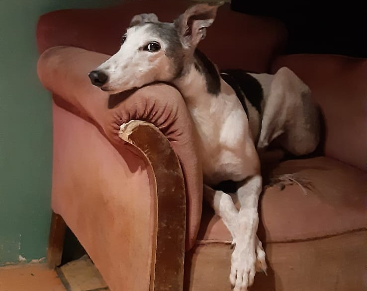 Greyhound-Hündin: FUNNY